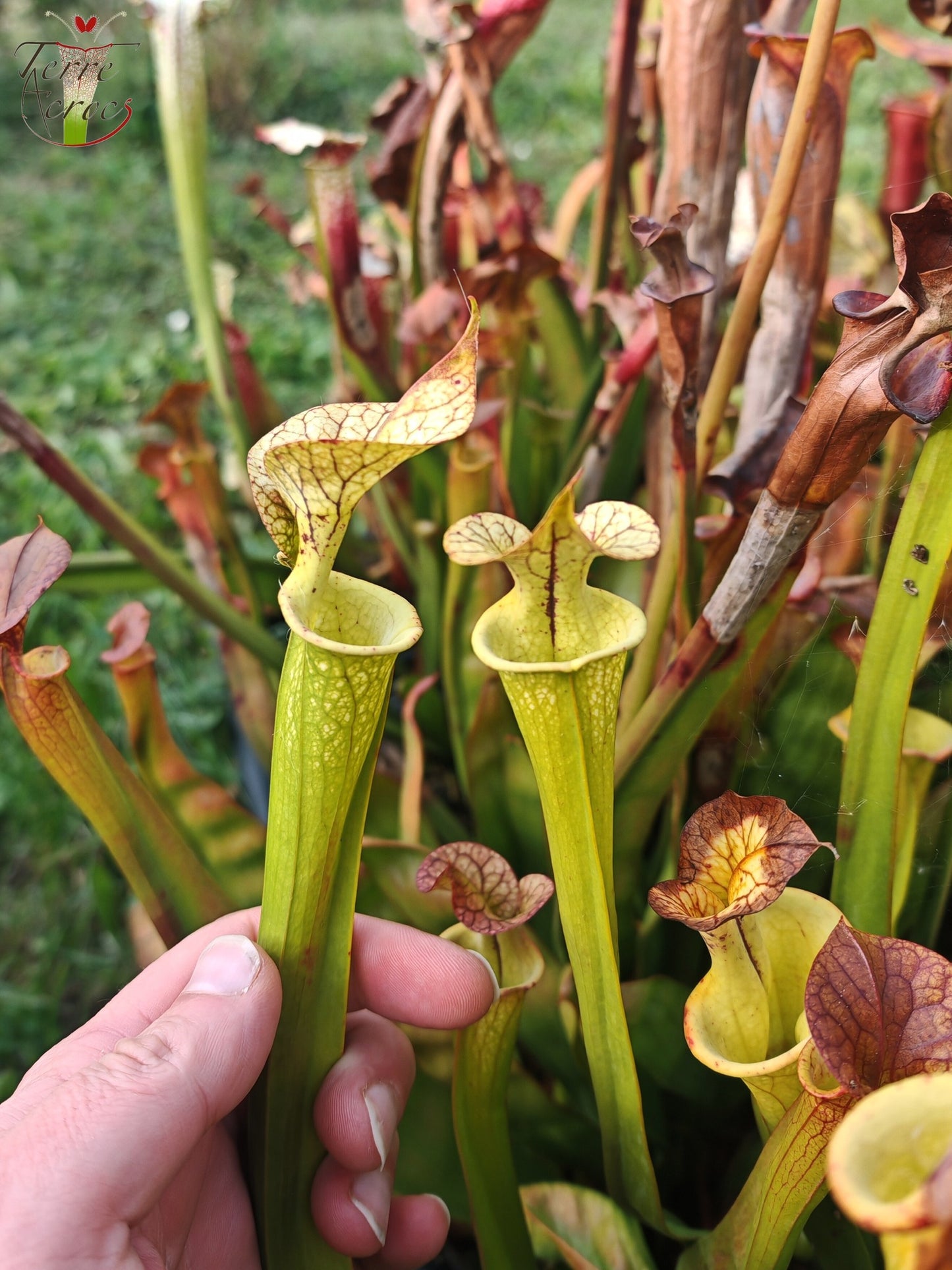 SX03b Sarracenia x (cuprea -- very large form, (F153, MK) x 'Adrian Slack')(clone b)