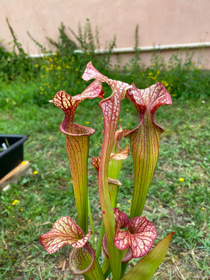 SX04 Sarracenia x 'French Kiss' (H217, MK)