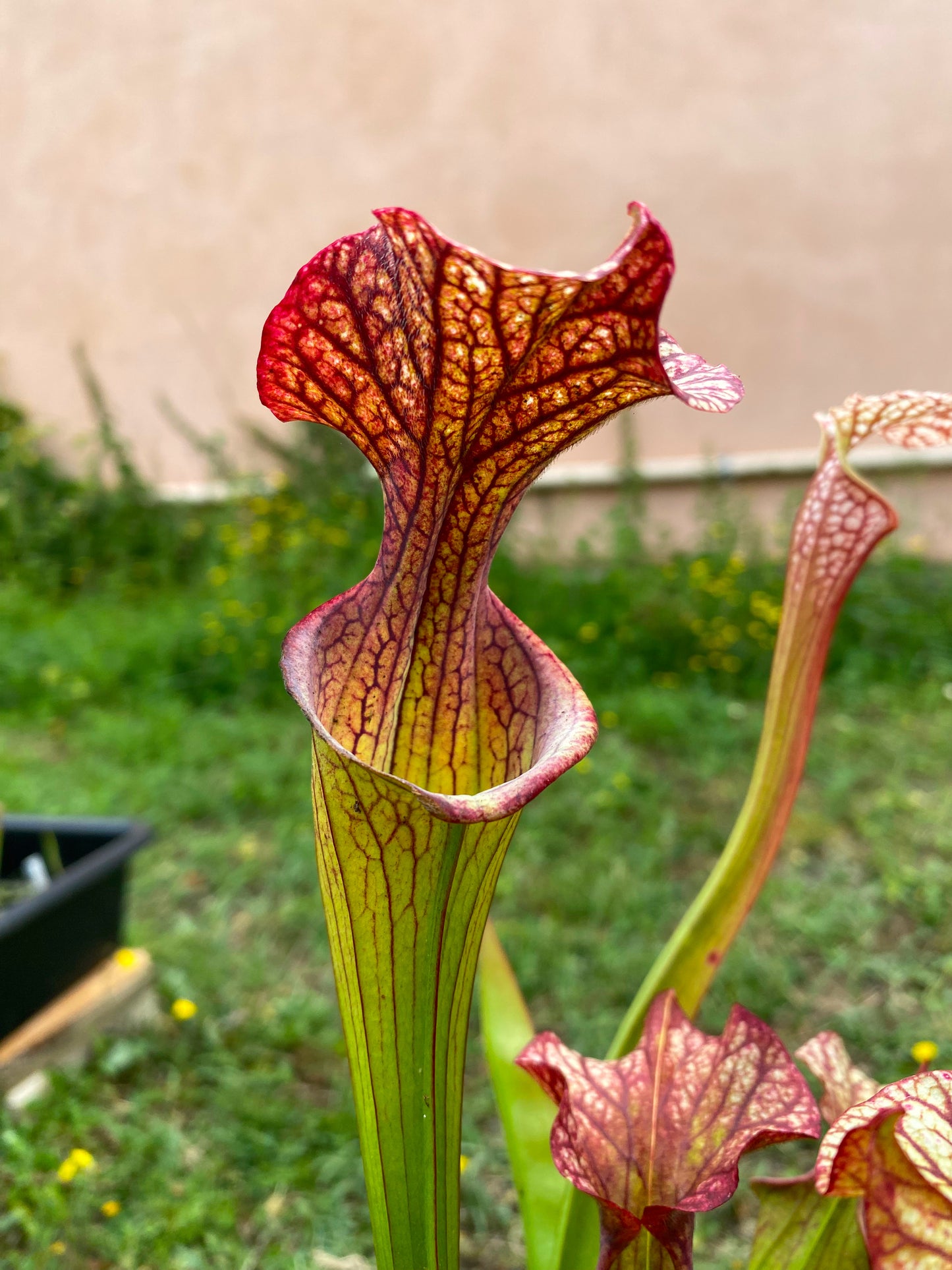 SX04 Sarracenia x 'French Kiss' (H217, MK)