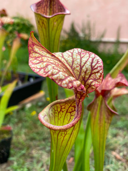 SX04 Sarracenia x 'French Kiss' (H217, MK)