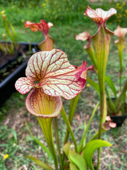 SX04 Sarracenia x 'French Kiss' (H217, MK)