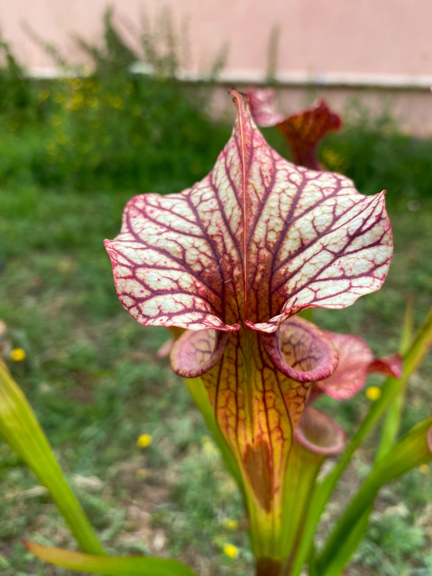 SX04 Sarracenia x 'French Kiss' (H217, MK)