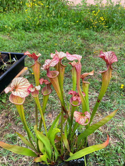 SX04 Sarracenia x 'French Kiss' (H217, MK)