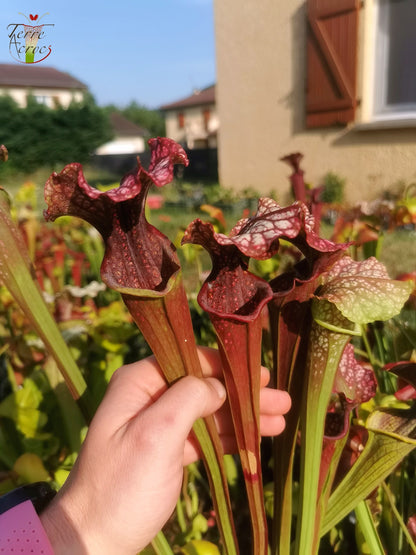 SX06 Sarracenia x “Plum” (S. oreophila x S. leucophylla)