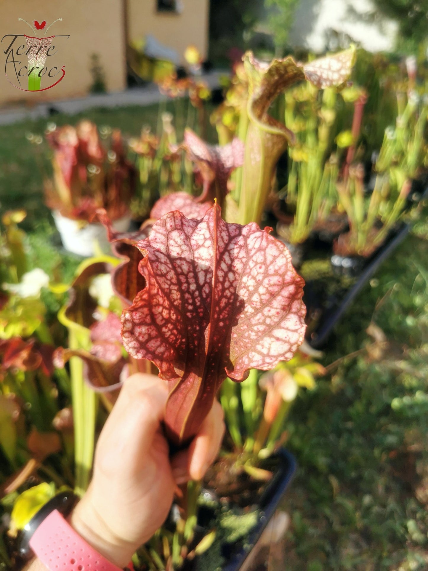 SX06 Sarracenia x “Plum” (S. oreophila x S. leucophylla)