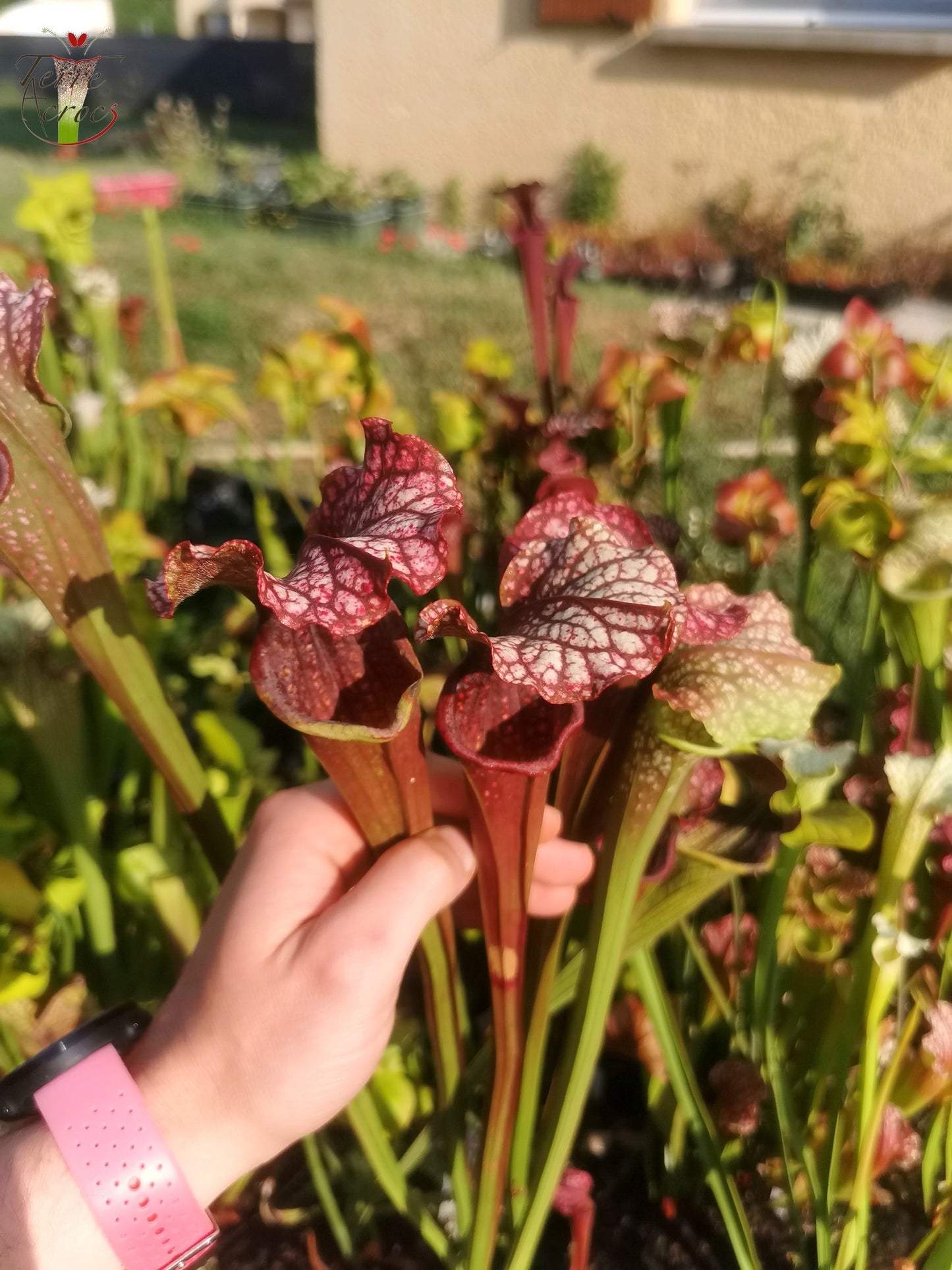 SX06 Sarracenia x “Plum” (S. oreophila x S. leucophylla)