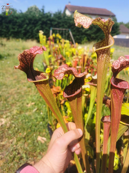 SX06 Sarracenia x “Plum” (S. oreophila x S. leucophylla)