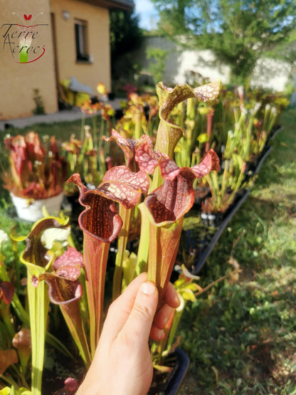 SX06 Sarracenia x “Plum” (S. oreophila x S. leucophylla)