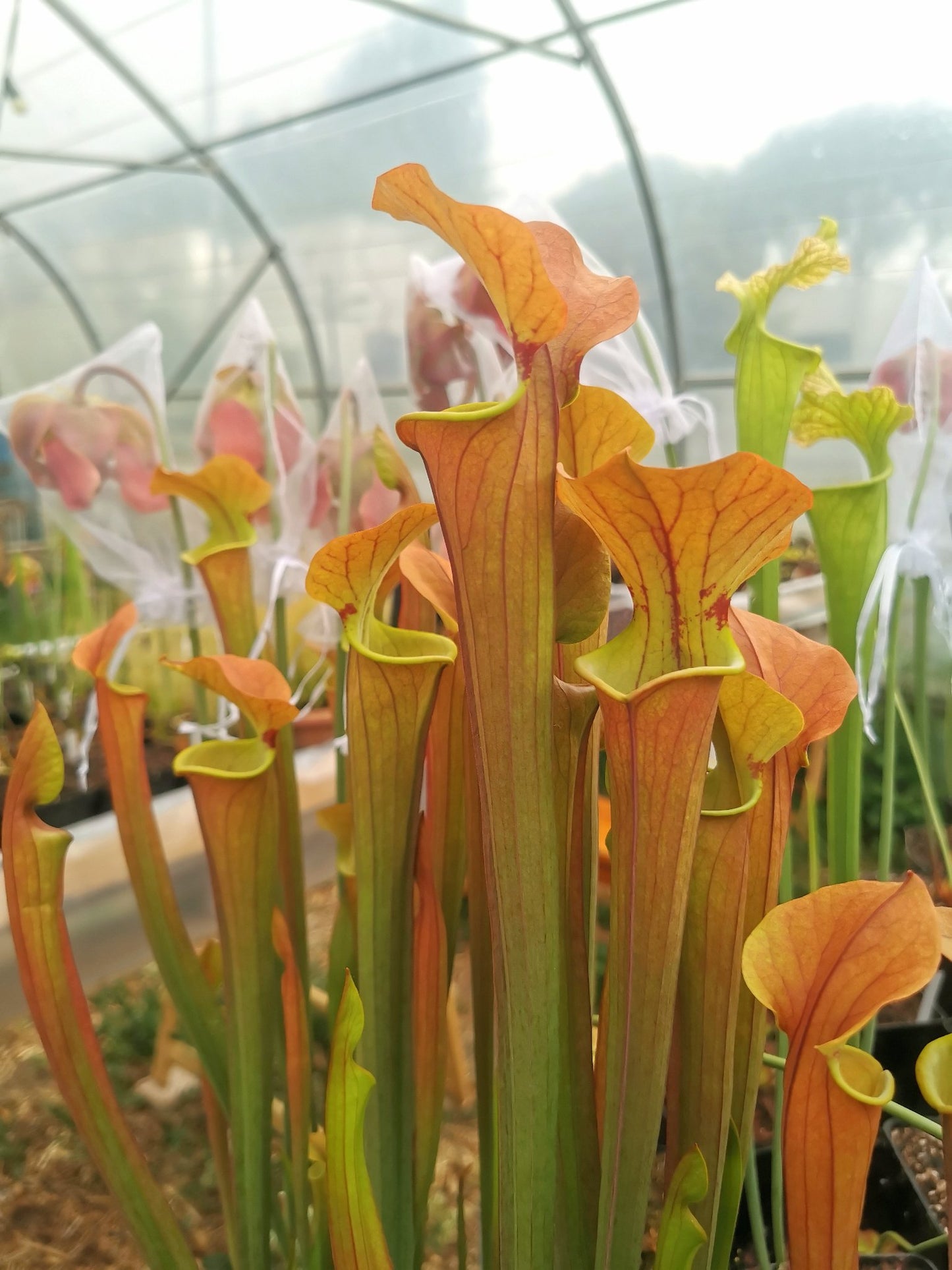 SX07 Sarracenia x “Tygo”