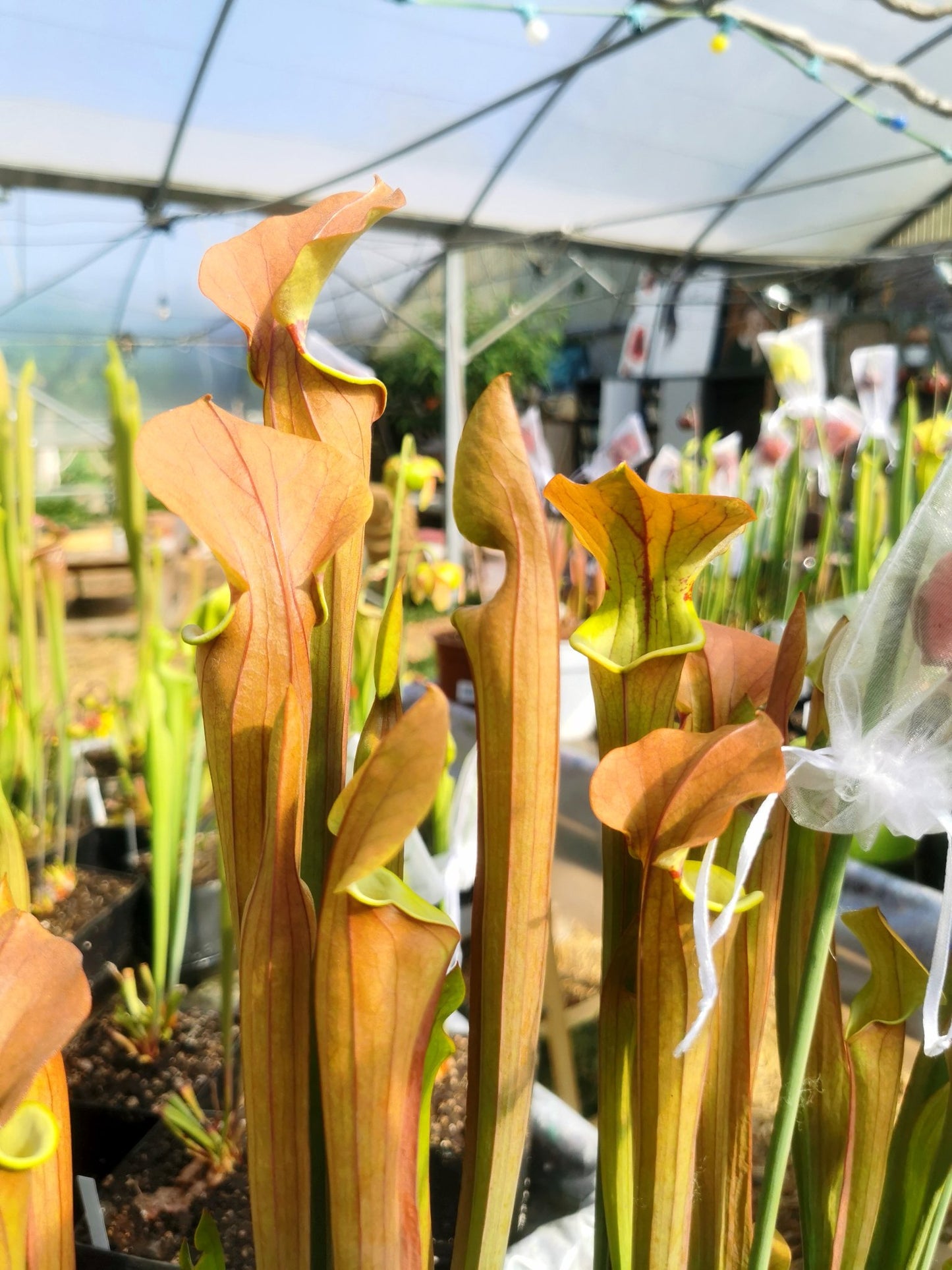 SX07 Sarracenia x “Tygo”