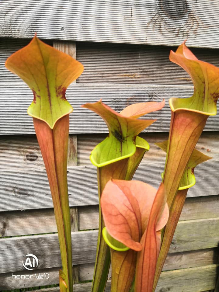 SX07 Sarracenia x “Tygo”