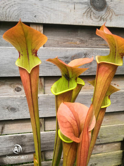 SX07 Sarracenia x “Tygo”