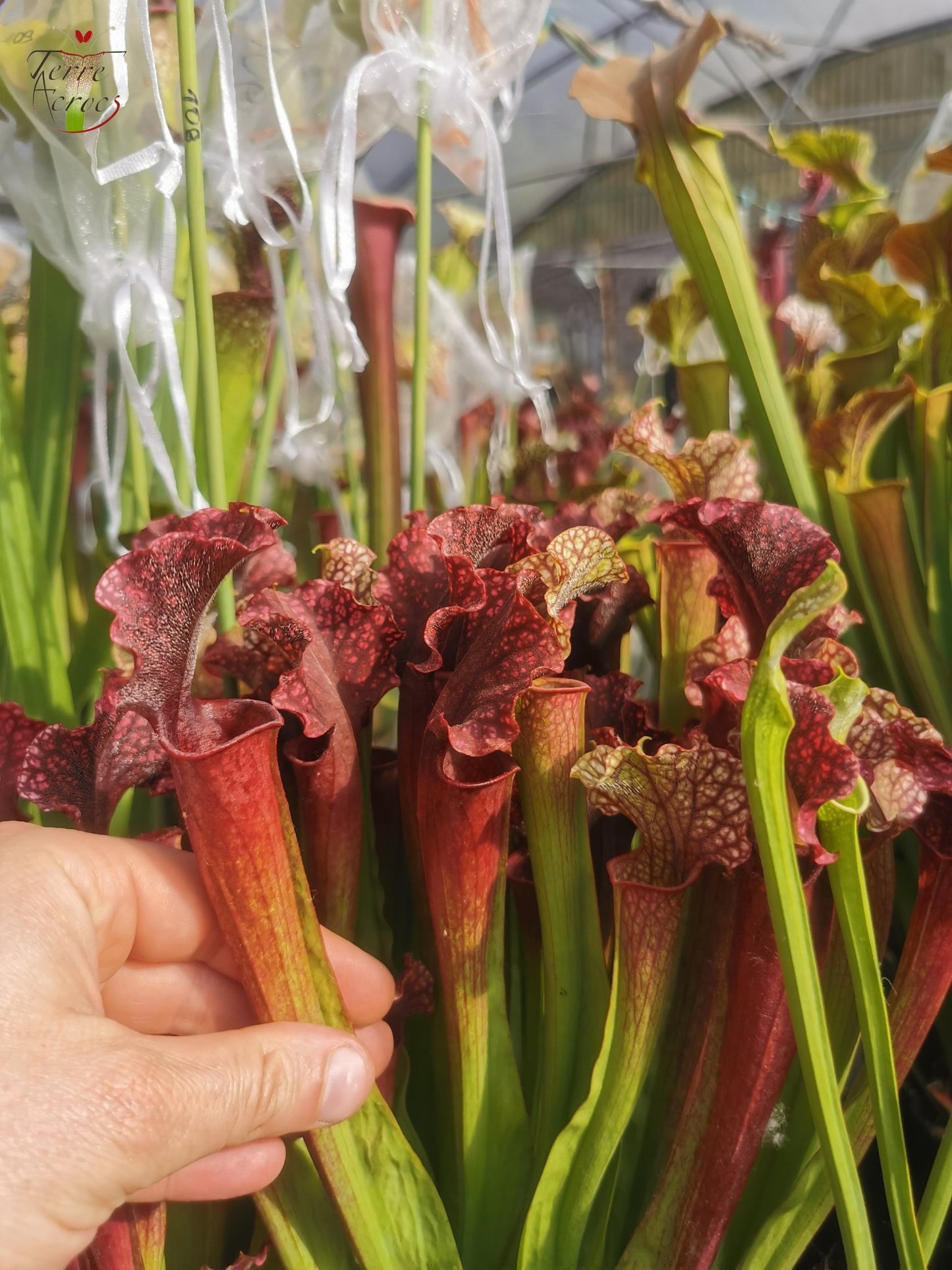 SX09 Sarracenia x 'Judith Hindle' (H37, MK)