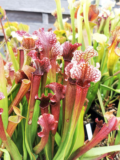 SX09 Sarracenia x 'Judith Hindle' (H37, MK)