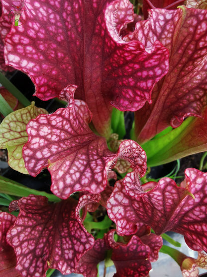 SX09 Sarracenia x 'Judith Hindle' (H37, MK)