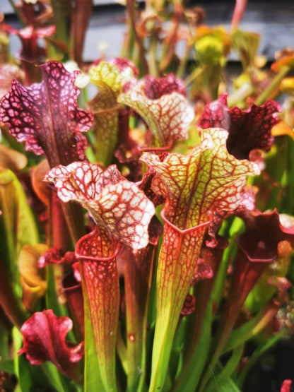 SX09 Sarracenia x 'Judith Hindle' (H37, MK)