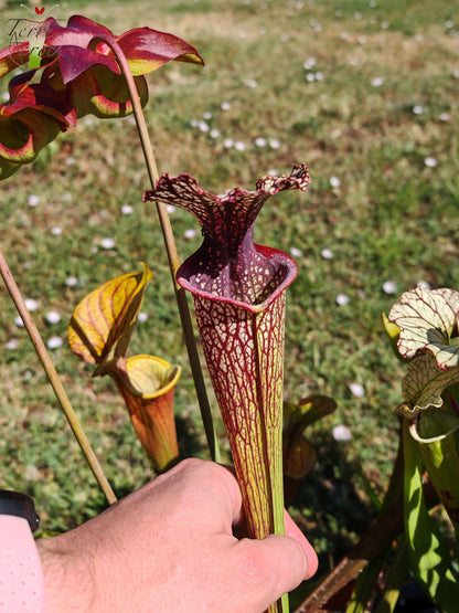 SX11 Sarracenia -- "Crimson Queen" (H138, MK)