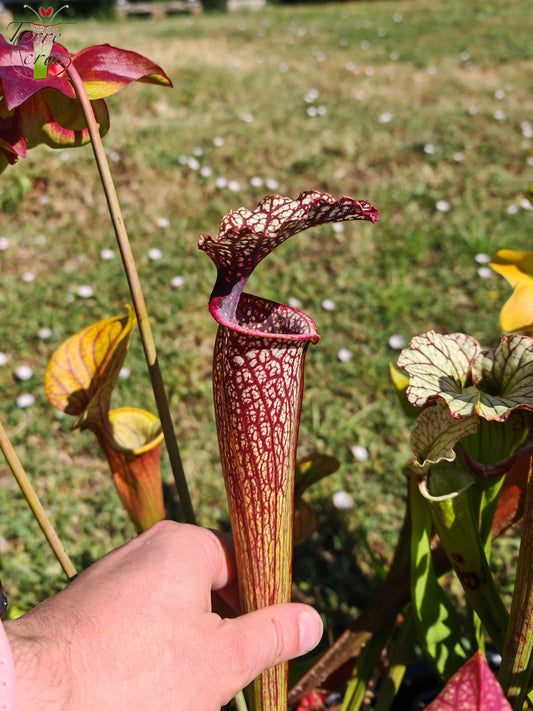 SX11 Sarracenia -- "Crimson Queen" (H138, MK)