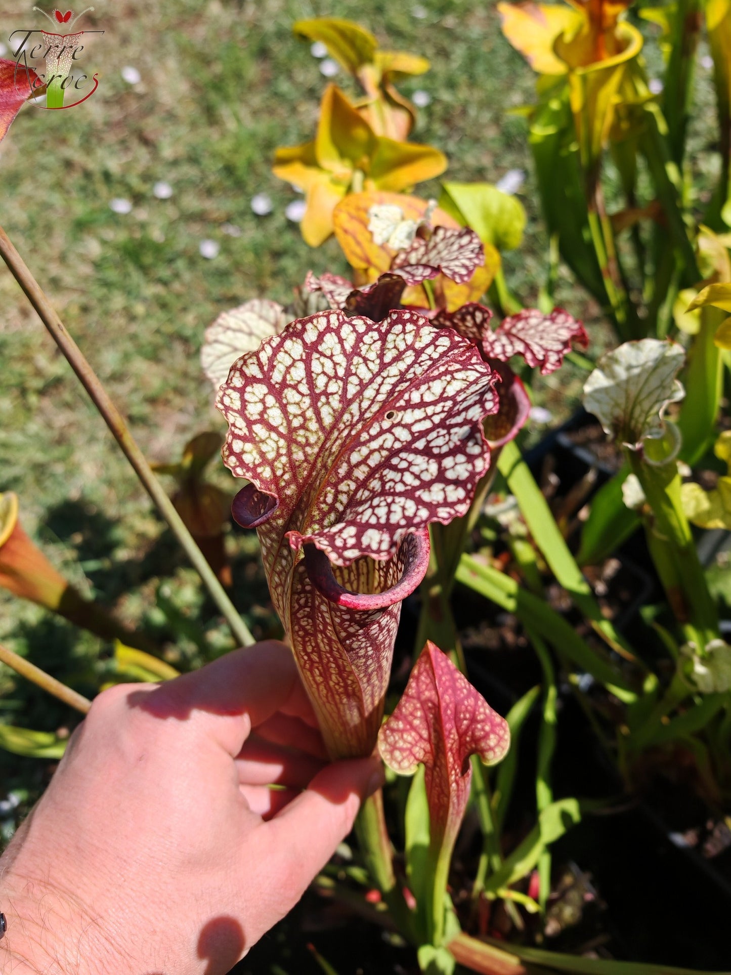 SX11 Sarracenia -- "Crimson Queen" (H138, MK)