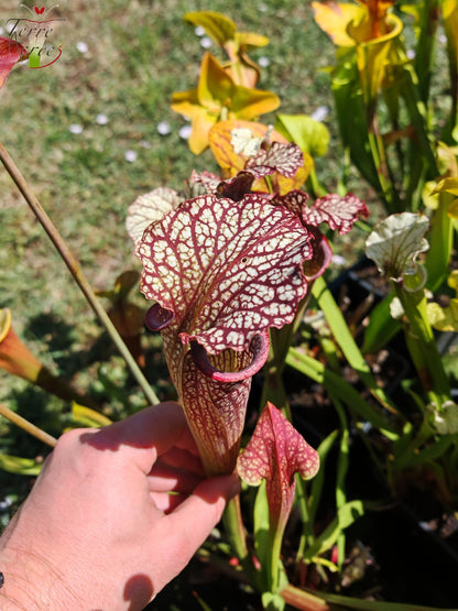 SX11 Sarracenia -- "Crimson Queen" (H138, MK)