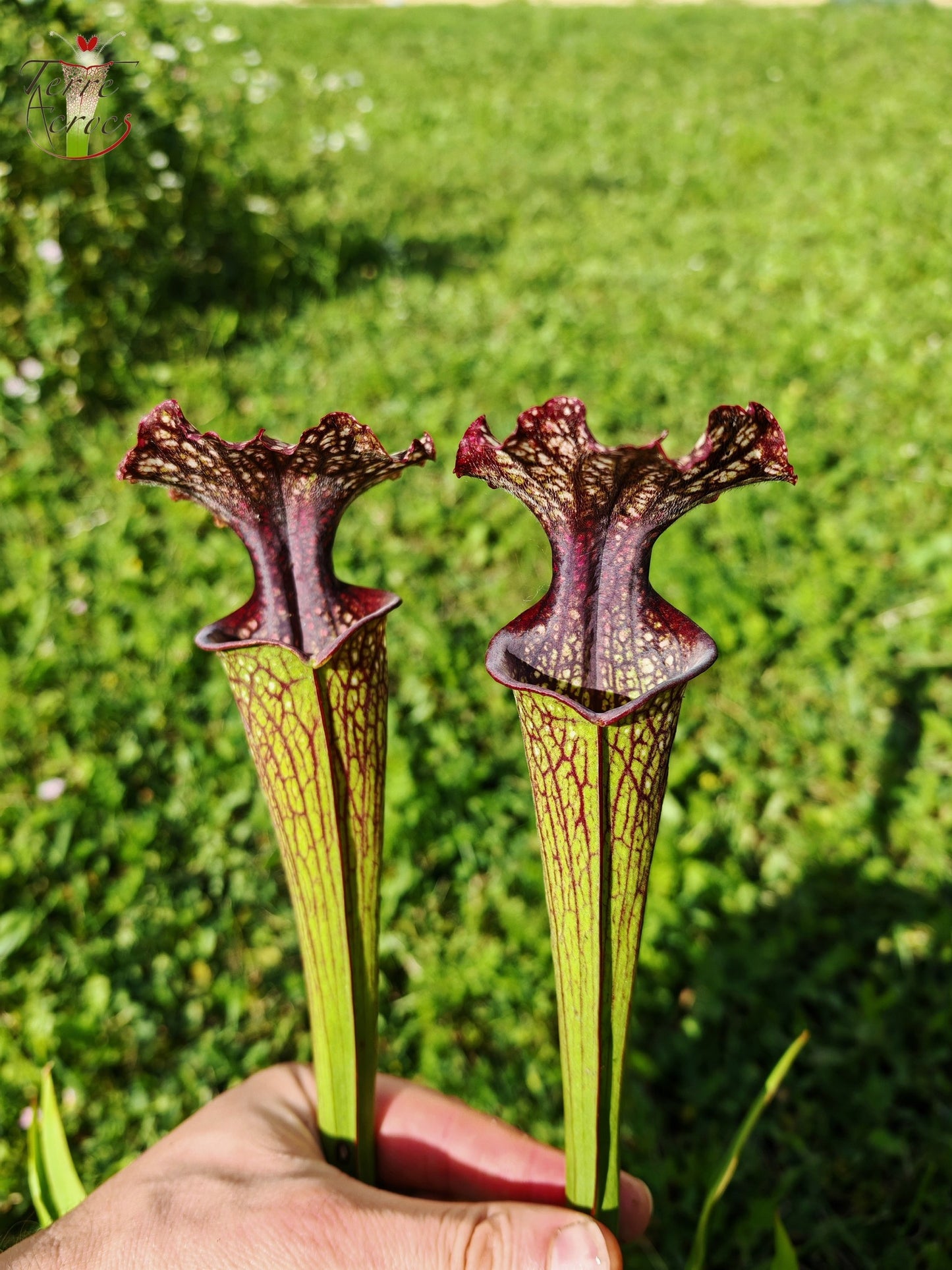 SX11 Sarracenia -- "Crimson Queen" (H138, MK)