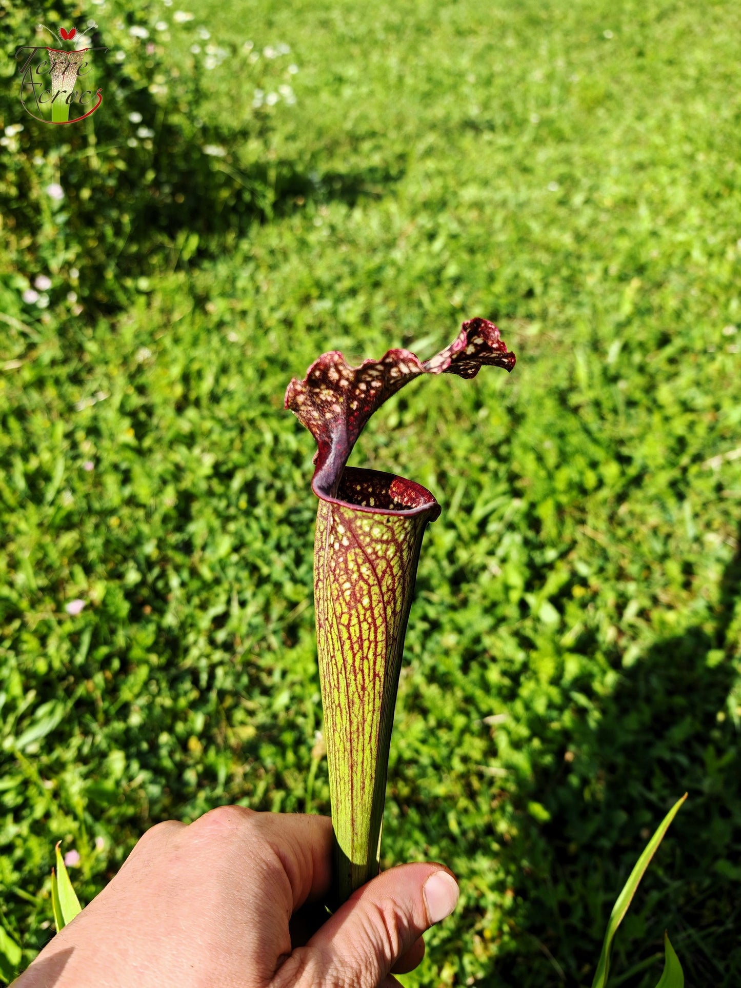 SX11 Sarracenia -- "Crimson Queen" (H138, MK)