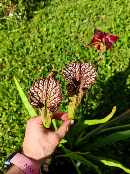 SX11 Sarracenia -- "Crimson Queen" (H138, MK)