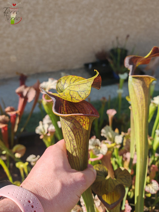 SX12 Sarracenia x (S. alata var. nigropurpurea x S. flava var. rubricorpora)