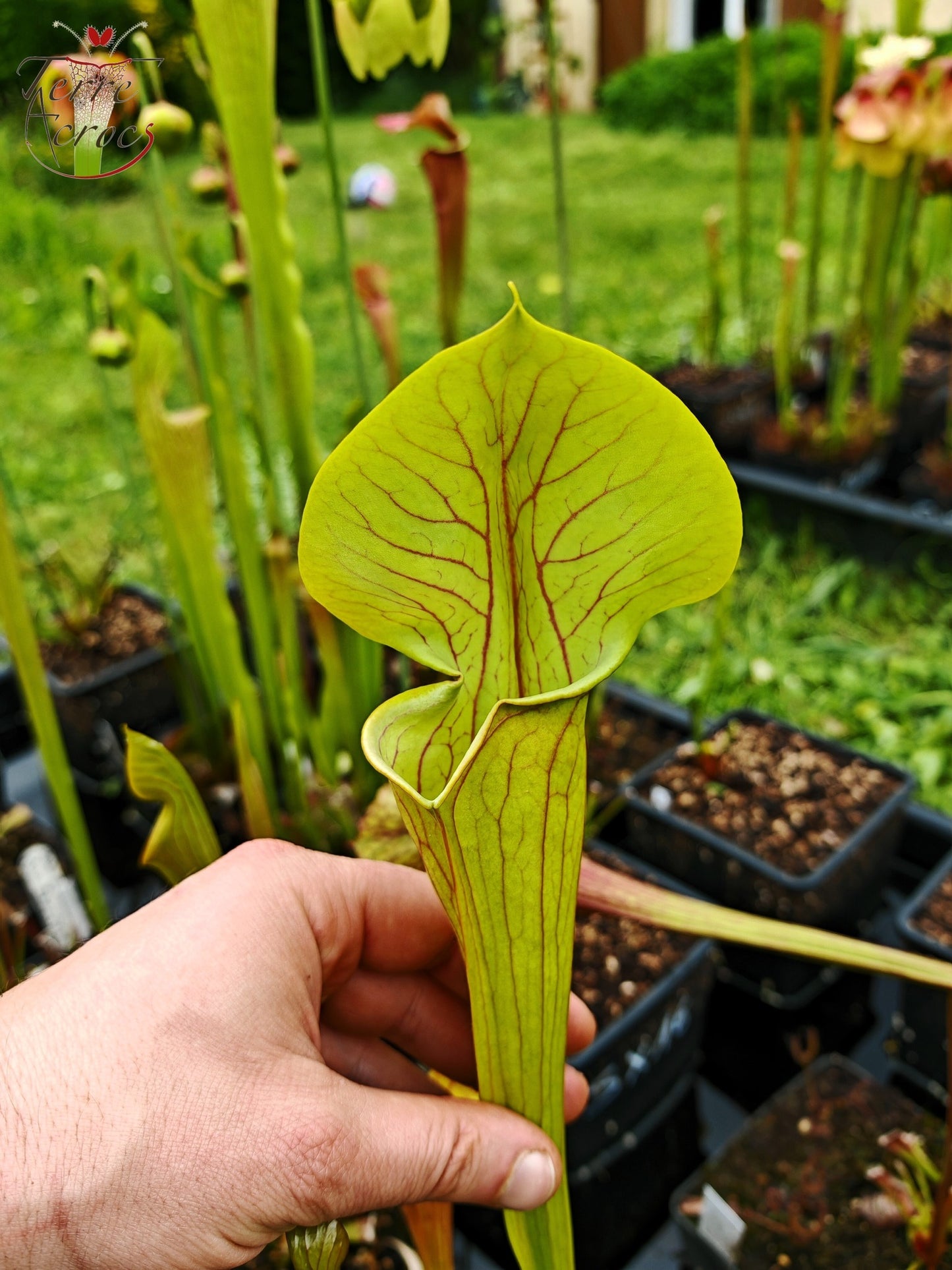SX13 Sarracenia x 'Dantadelle'