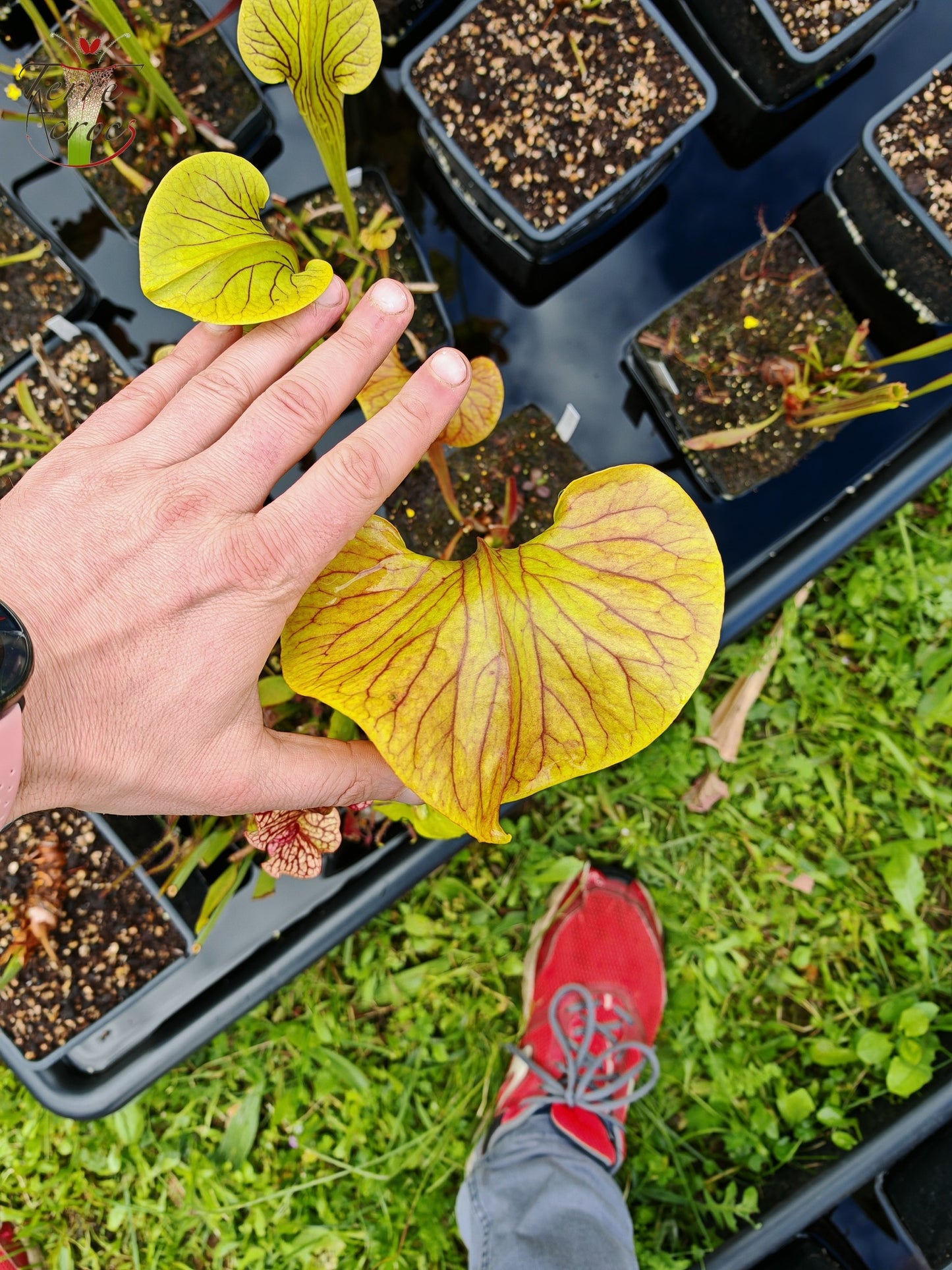SX13 Sarracenia x 'Dantadelle'
