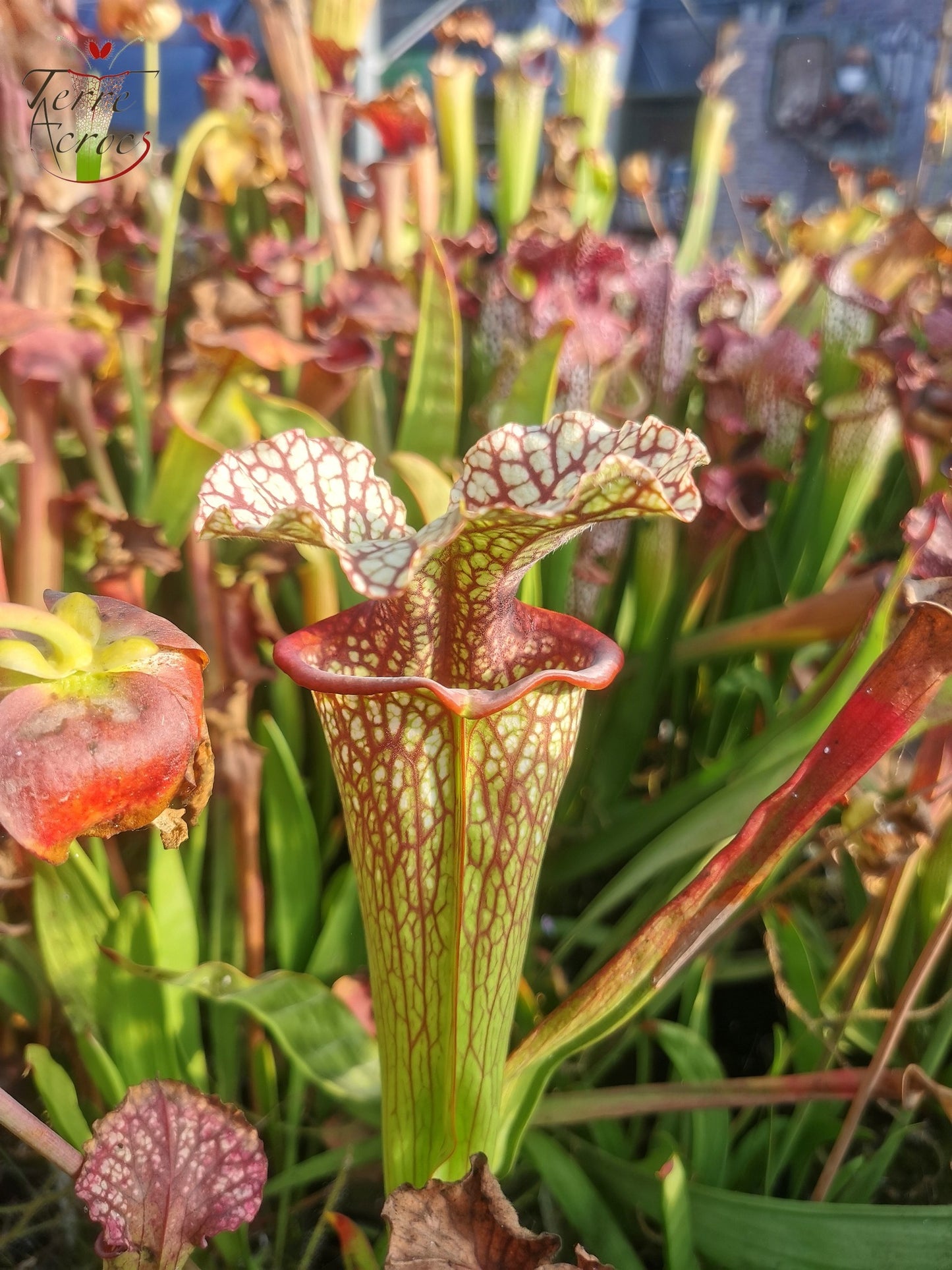 SX15b Sarracenia x (leucophylla x oreophila) (HA40B, MSrba)