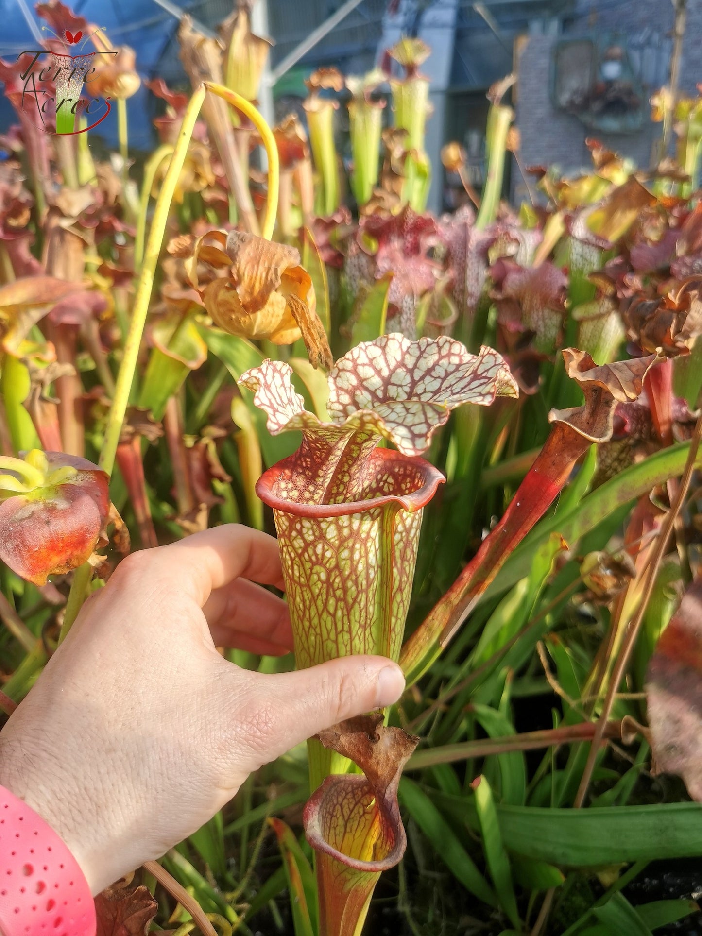 SX15b Sarracenia x (leucophylla x oreophila) (HA40B, MSrba)