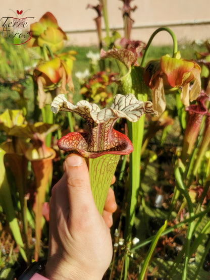 SX15b Sarracenia x (leucophylla x oreophila) (HA40B, MSrba)