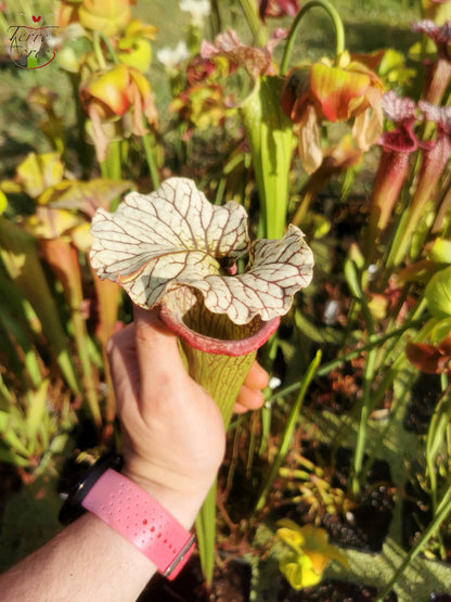 SX15b Sarracenia x (leucophylla x oreophila) (HA40B, MSrba)