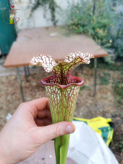 SX15b Sarracenia x (leucophylla x oreophila) (HA40B, MSrba)