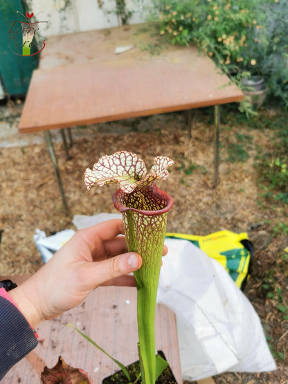 SX15b Sarracenia x (leucophylla x oreophila) (HA40B, MSrba)