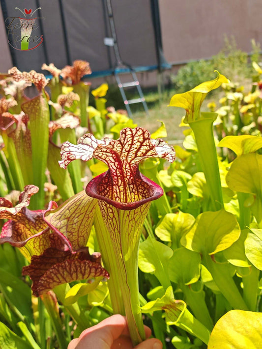 SX15b Sarracenia x (leucophylla x oreophila) (HA40B, MSrba)