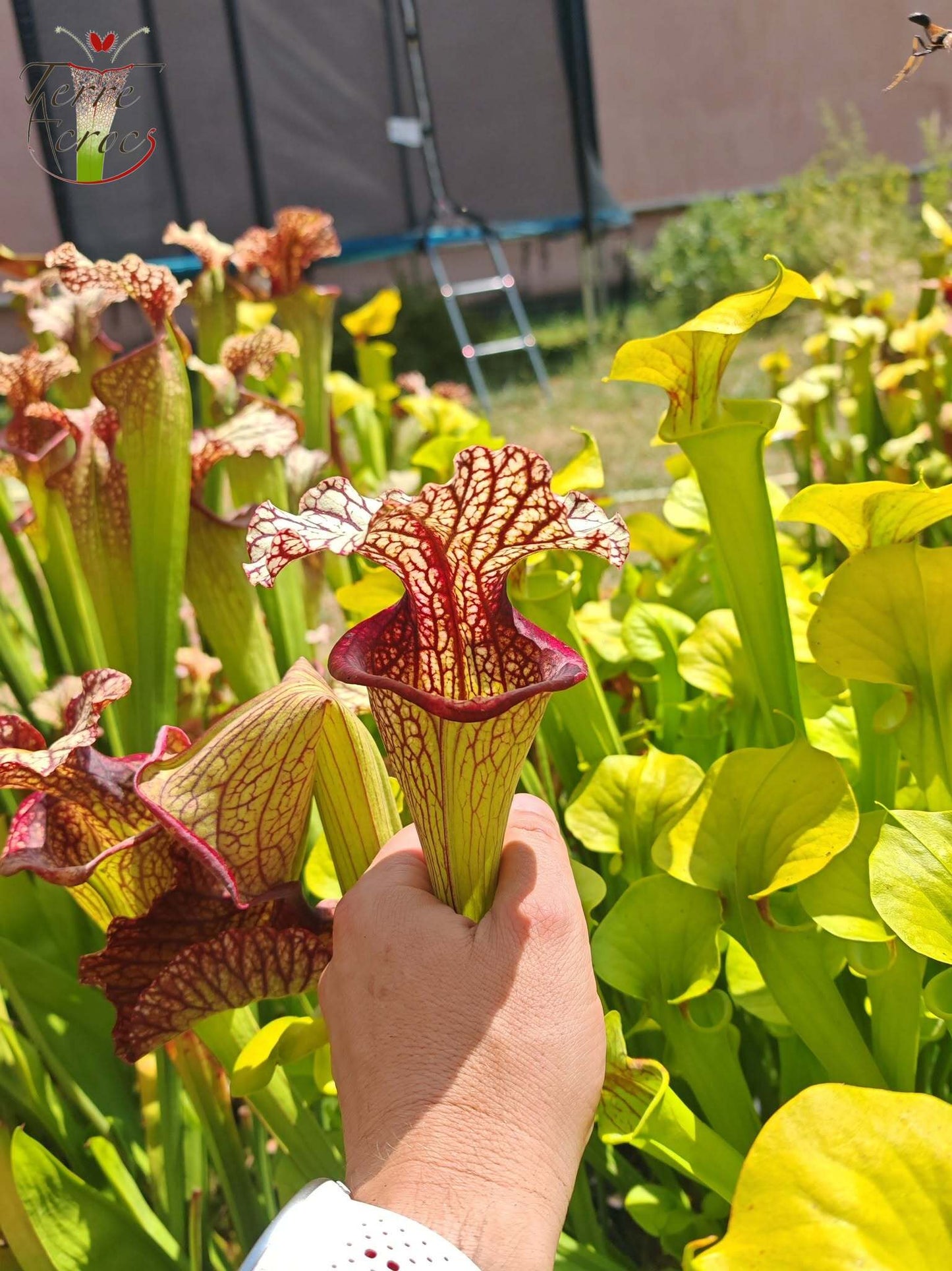 SX15b Sarracenia x (leucophylla x oreophila) (HA40B, MSrba)