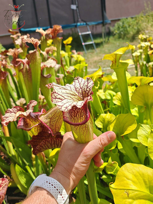 SX15b Sarracenia x (leucophylla x oreophila) (HA40B, MSrba)