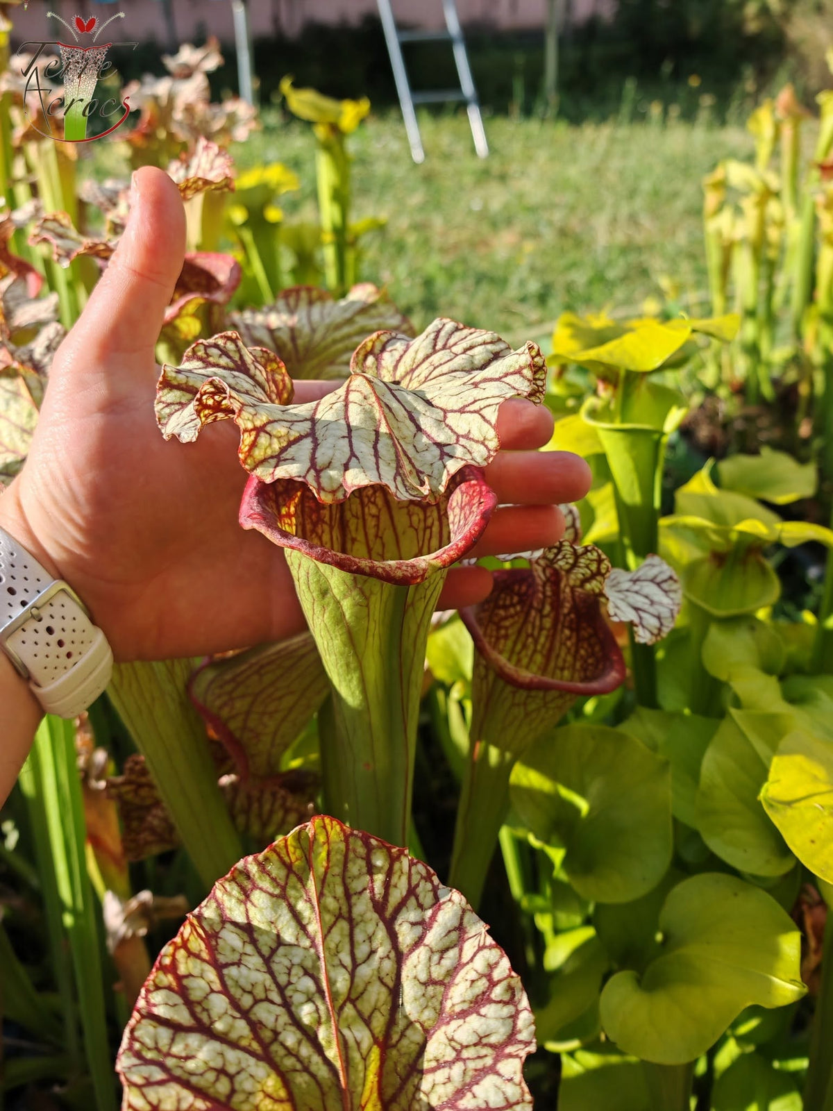 SX15b Sarracenia x (leucophylla x oreophila) (HA40B, MSrba)