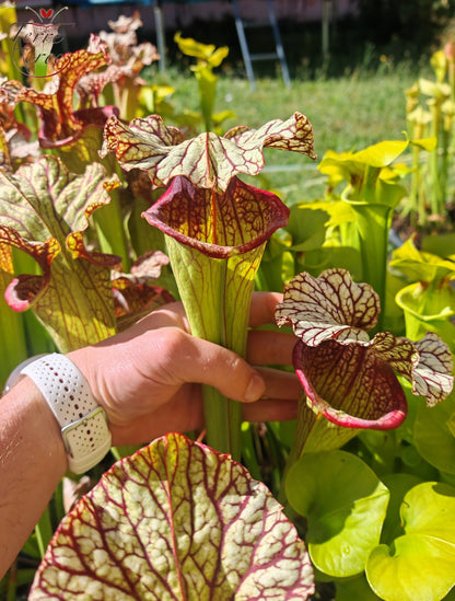SX15b Sarracenia x (leucophylla x oreophila) (HA40B, MSrba)