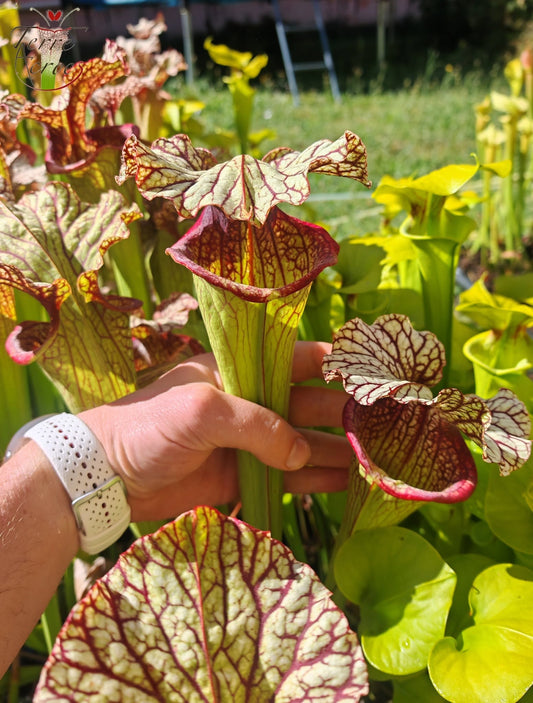 SX15b Sarracenia x (leucophylla x oreophila) (HA40B, MSrba)