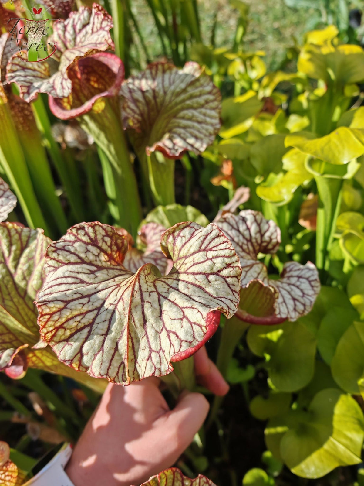 SX15b Sarracenia x (leucophylla x oreophila) (HA40B, MSrba)