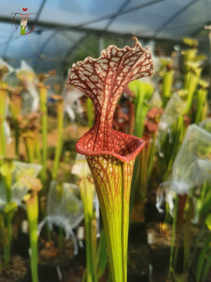 SX17 Sarracenia x (S. oreophila -- heavy veined x S. leucophylla -- large pink lipped)