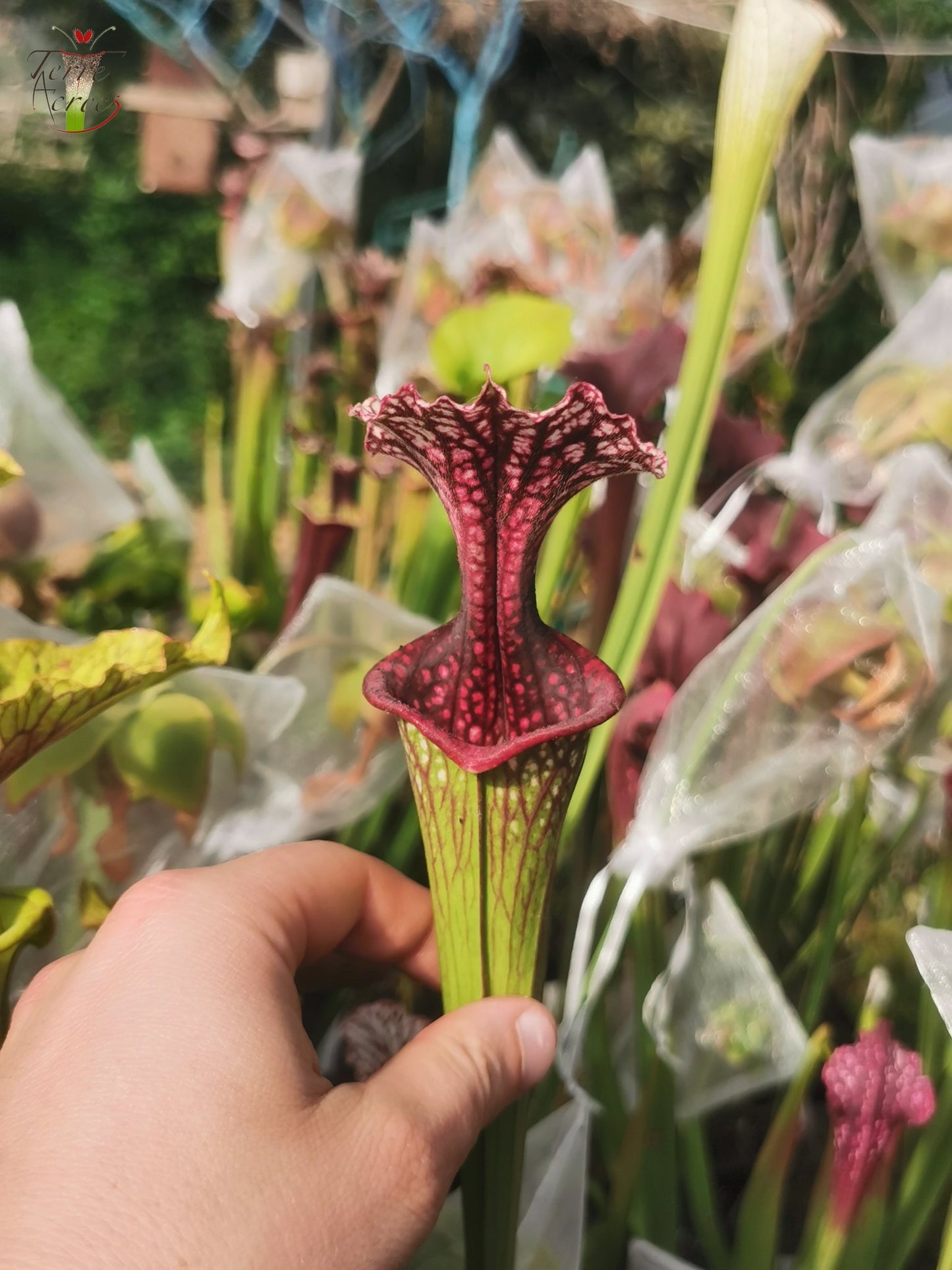 SX17 Sarracenia x (S. oreophila -- heavy veined x S. leucophylla -- large pink lipped)