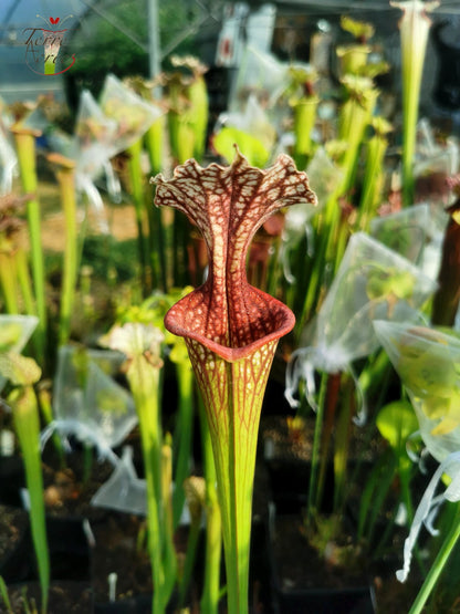 SX17 Sarracenia x (S. oreophila -- heavy veined x S. leucophylla -- large pink lipped)