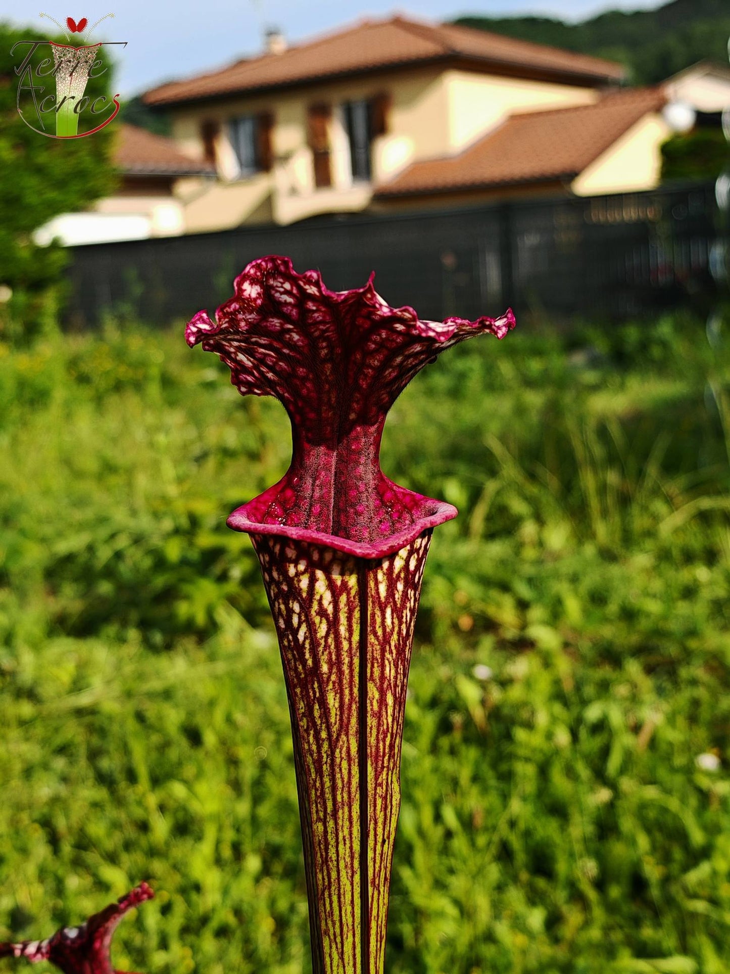 SX17 Sarracenia x (S. oreophila -- heavy veined x S. leucophylla -- large pink lipped)