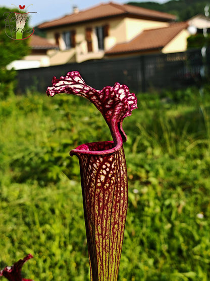 SX17 Sarracenia x (S. oreophila -- heavy veined x S. leucophylla -- large pink lipped)