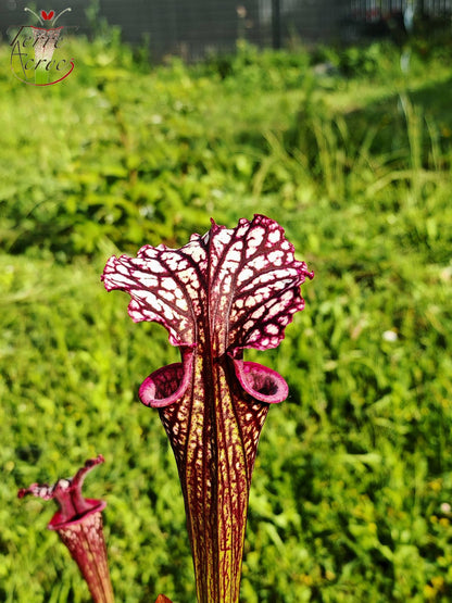 SX17 Sarracenia x (S. oreophila -- heavy veined x S. leucophylla -- large pink lipped)