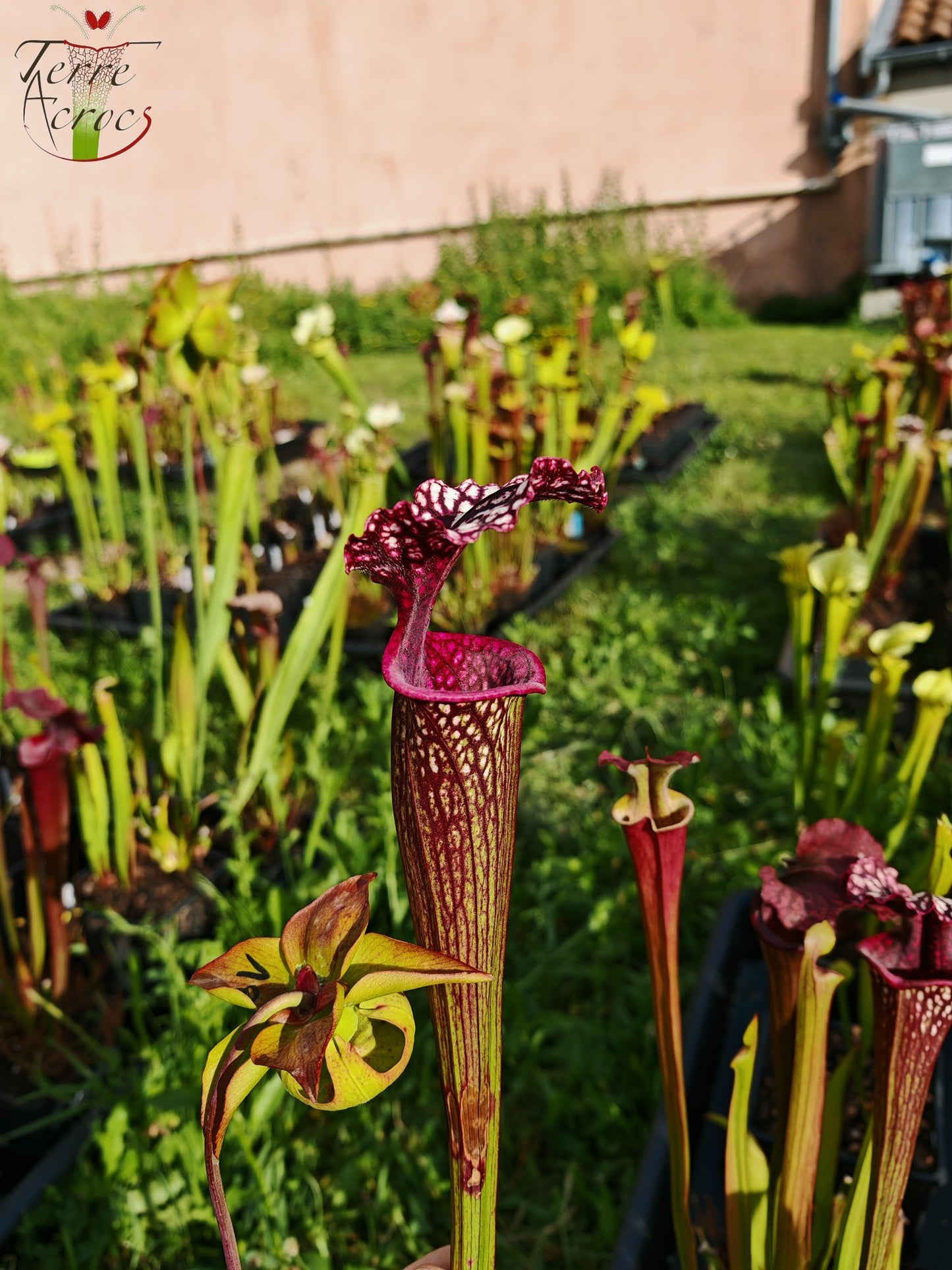 SX17 Sarracenia x (S. oreophila -- heavy veined x S. leucophylla -- large pink lipped)